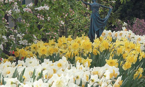 Spring Combination Ideas, Bulb Combinations, Plant Combinations, Flowerbeds Ideas, Spring Borders, Daffodil Accent, Daffodil  Salome, Daffodil Carlton,Hyacinth Blue Jacket, Narcissus Accent, Narcissus Salome, Narcissus Carlton,Daffodil Accent, Daffodil  S