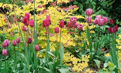 Spring Combination Ideas, Bulb Combinations, Plant Combinations, Flowerbeds Ideas, Spring Borders, Tulip Greuze, Tulip Blue Heron, Dicentra Spectabilis, Pink tulips, Purple Tulips