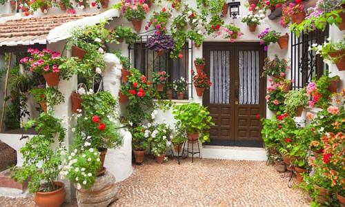Patio Containers The Best Plants To Grow In Your Garden