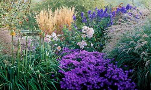 Garden ideas, Border ideas, Plant Combinations, Flowerbeds Ideas, Summer Borders, Fall borders, Asters, Miscanthus, Japanese Silver Grass, Monkshood, Aconitum, Climbing Roses, Kniphofia, Red Torch Lily