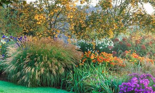 Garden ideas, Border ideas, Plant Combinations, Flowerbeds Ideas, Summer Borders, Fall borders, Asters, Miscanthus, Japanese Silver Grass, Monkshood, Aconitum, Helenium, Kniphofia, Red Torch Lily