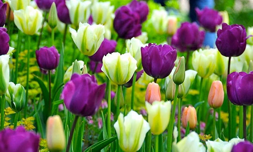Spring Combination Ideas, Bulb Combinations, Plant Combinations, Flowerbeds Ideas, Spring Borders, Tulip 'Negrita',Tulip 'Menton', Tulip 'Spring Green', Tulipa 'Negrita',Tulipa 'Menton', Tulipa 'Spring Green'