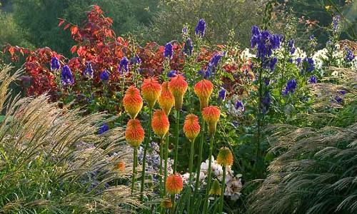Garden ideas, Border ideas, Plant Combinations, Flowerbeds Ideas, Summer Borders, Fall borders, Miscanthus, Japanese Silver Grass, Monkshood, Aconitum, Climbing Roses, Kniphofia, Red Torch Lily, Spindle Tree, Euonymus