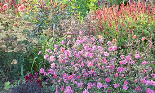 Perennial Combinations, Plant Combinations, Flowerbeds Ideas, Summer Borders, Fall Borders, Anemone hupehensis, Japanese Anemones, Anemone hupehensis var. japonica, Anemone Prinz Heinrich, Anemone Prince Henry, Persicaria amplexicaulis