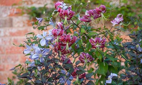 Plant Combination Ideas Plant Family Clematis