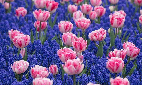 Spring Borders, Bulb Combinations, Perennial Combinations, Tulip Foxtrot, Tulipa Foxtrot, Muscari Armeniacum, Pink Tulips, Grape Hyacinth