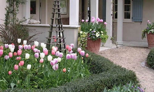 Garden ideas, Landscaping ideas, pergola, arbor, french style garden, tulips, late spring garden, tulip Menton, tulip Maureen, tulip Dreaming maid, AHBL Landscape