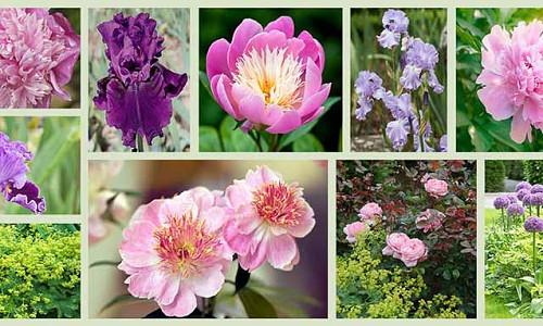 Border ideas, Perennial Planting, Perennial combination, Spring Borders, Summer Borders, Bearded Iris, Peony Mons Jules Eli, Peony Do Tell, Peony Bowl Of Beauty, Peonny Dinner Plate, Iris About Town, Iris Mary Frances, Rose Brother Cadfael