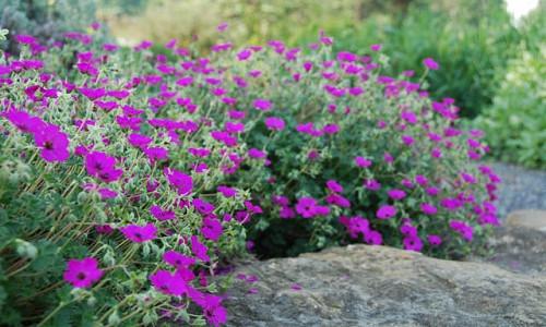 Ground Covers The Best Plants To Grow, Ground Cover Flowering Plants