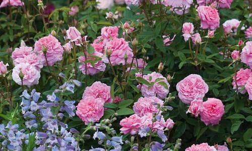 Perennial Combinations, Rose Combinations, Summer Borders, Planting Roses, Rose Gardening, Designing with Roses, English Roses, Rose The Mayflower, Penstemon Stapleford Gem, Rosa The Mayflower, Pink English Roses, Beardtongue Stapleford Gem