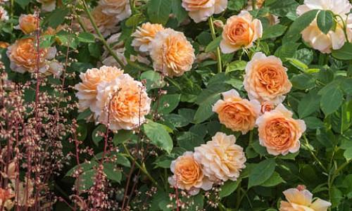 Perennial Combinations, Rose Combinations, Summer Borders, Planting Roses, Rose Gardening, Designing with Roses, English Roses, Rose Grace, Rosa Grace, Apricot English Roses, Heuchera Marmalade, Coral Bells Marmalade, underplanting roses,