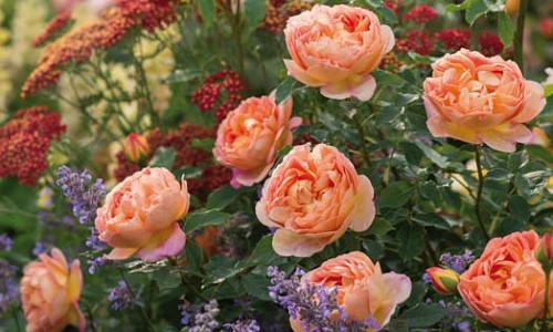 Perennial Combinations, Rose Combinations, Summer Borders, Planting Roses, Rose Gardening, Designing with Roses, English Roses, Rose Lady of Shalott, Nepeta Six Hills Giant, Rosa Lady of Shalott, Apricot English Roses, Achillea Paprika, Yarrow Paprika