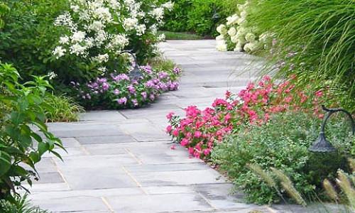 Plant Combination Ideas Plant Family Hydrangeas Plant Combination Ideas Plant Family Hydrangeas