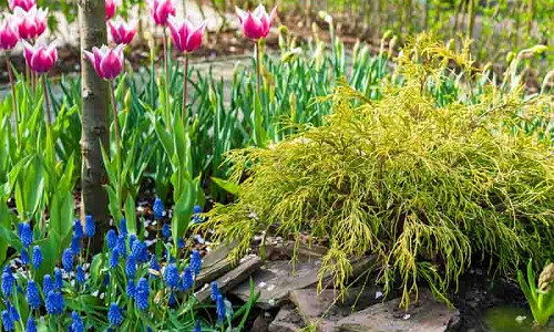 Spring Combination Ideas, Bulb Combinations, Plant Combinations, Flowerbeds Ideas, Spring Borders, Chamaecyparis pisifera, Sawara cypress, Tulip Ballade, muscari armeniacum, grape Hyacinth