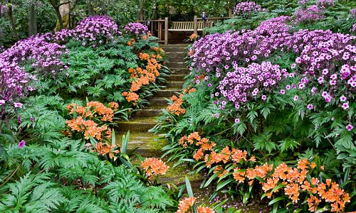 Plant Combination Ideas, Geranium maderense, Clivia Miniata, Cranesbill, Natal Lily, garden ideas, garden path ideas, garden steps ideas