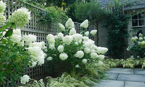 Plant Family Hydrangeas, Pictures Of Hydrangeas In Landscaping