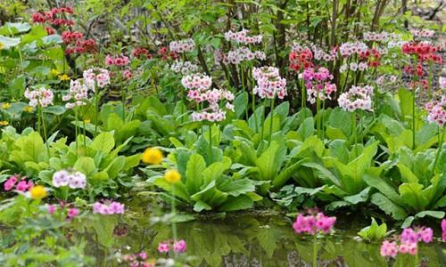 Ponds Streams The Best Plants To, Best Plants For Around Ponds