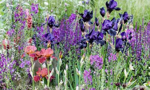 Garden Ideas, Border ideas, Perennial Planting, Perennial combination, Summer Borders, Bearded Iris, Mullein, Verbascum, Salvia Caradonna, cenolophium denudatum