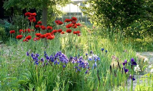 Spring Combination Ideas, Bulb Combinations, Plant Combinations, Flowerbeds Ideas, Spring Borders,Summer Borders, Siberian Iris, Iris Sibirica, Papaver oriental, Oriental poppies