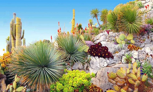 Garden ideas, Mediterranean garden, Water wise Garden, Drought-tolerant Garden, Agave parryi, Echinocactus, Barrel Cactus, Fouquiria splendens,Ocotillo