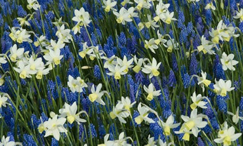 Spring Combination Ideas, Bulb Combinations, Plant Combinations, Flowerbeds Ideas, Spring Borders, narcissus Sailboat, Daffodil Sailboat, Muscari Armeniacum, Grape hyacinth, Mid spring blooms.