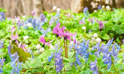Spring Combination Ideas, Bulb Combinations, Plant Combinations, Flowerbeds Ideas, Spring Borders, Erythronium, Dog Tooth Violet, Fawn Lily, Corydalis, Fumewort