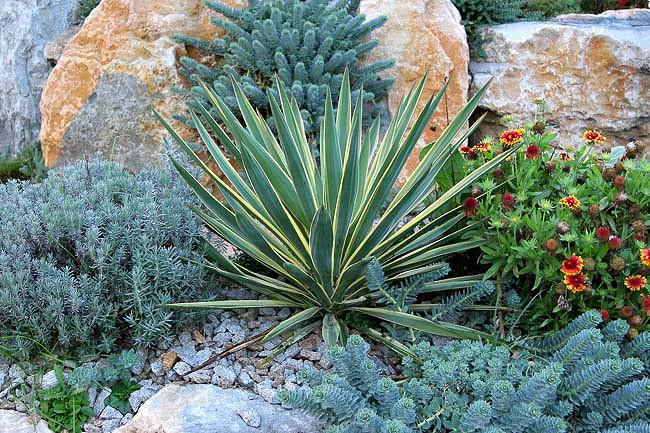 A Low Care Border Idea For Your Rock Garden A Low Care Border Idea For Your Rock Garden
