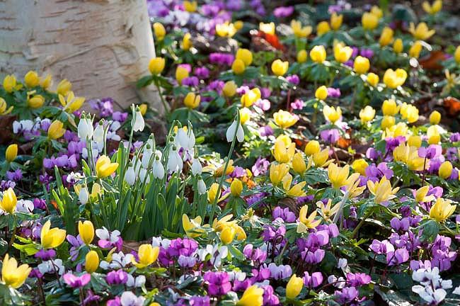 Add Sparkles To Your Early Spring Garden