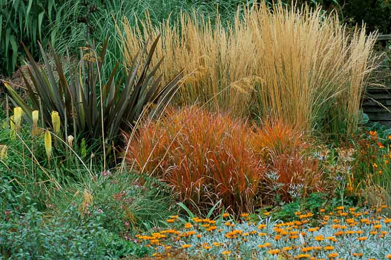 Image of Calamagrostis x acutiflora 'Karl Foerster' (Feather Reed Grass) companion plant for Japanese holly