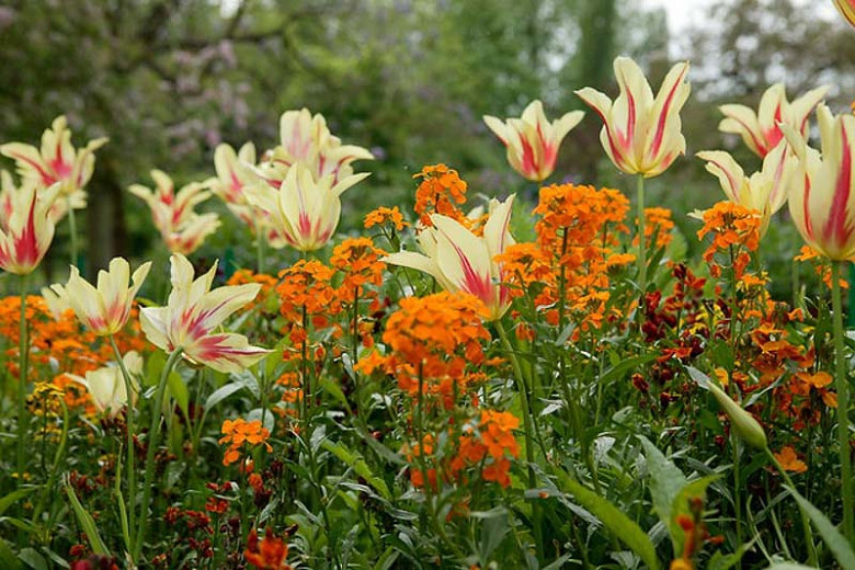 A Cheerful Spring Duo Tulip Mona Lisa & Wallflowers
