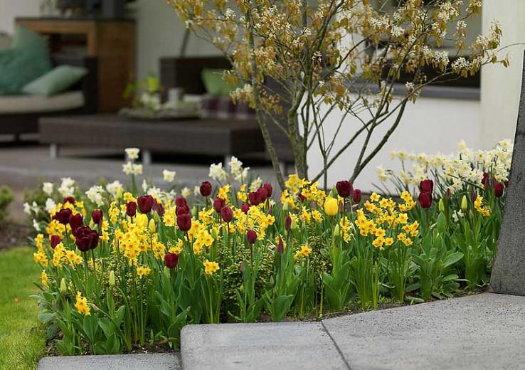 A Cheerful Spring Border Idea With Tulip Jan Reus And Daffodil Falconet A Cheerful Spring Border Idea With Tulip Jan Reus And Daffodil Falconet