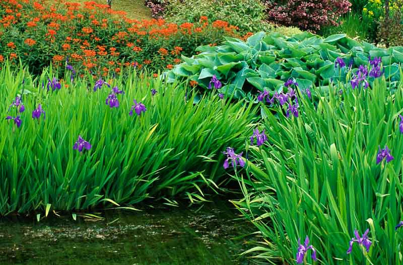 A Pretty Plant Combination for Moist Soils Water Iris, Spurge and Hosta