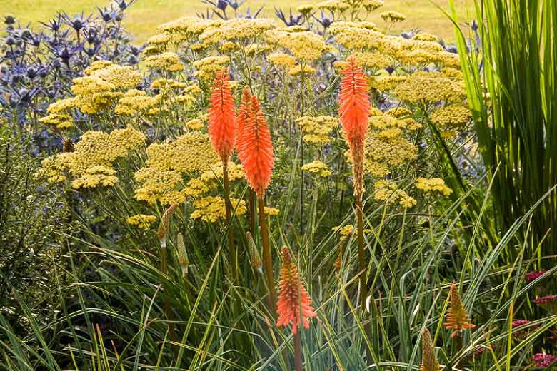 Image of Kniphofia with daylilies