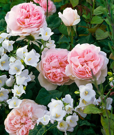 Image of Roses and Campanula plants