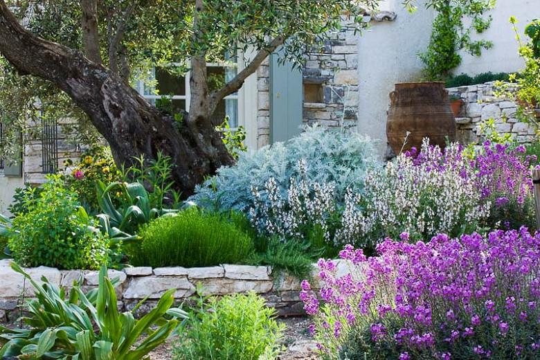 A Lovely Mediterranean Border with Erysimum, Artemisia and
