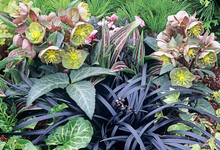 A Rich Winter Border Idea with Hellebores and Foliage Plants