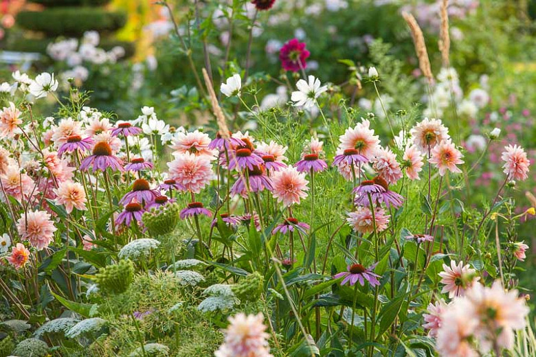 A Cheerful Summer Planting Idea with Dahlia, Cosmos, Echinacea and Ammi  visnaga
