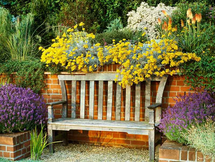 Image of English lavender and Helichrysum plants