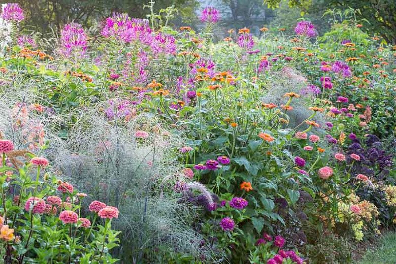 A Great Summer Planting Idea with Mexican Sunflowers, Zinnia and Grasses