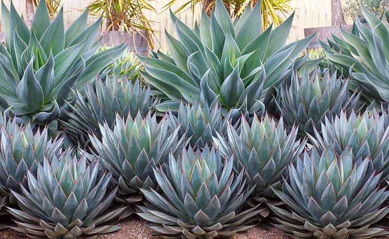A Beautiful Duo With Agave Blue Flame And Blue Glow,Virginia Sweetspire Little Henry