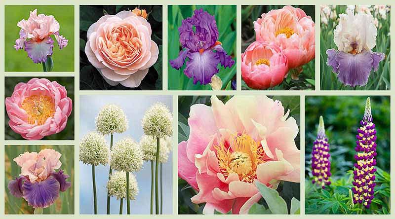 Peony Mix Color Flower Root Easy Grow Rhizome Perennial Resistant Garden Plant 