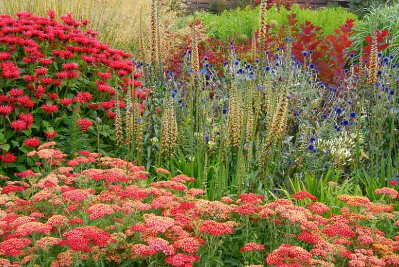 Image of Achillea and Bee Balm plants