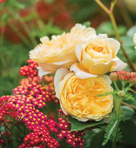 A Fabulous Duo Rose Teasing Georgia Achillea Paprika