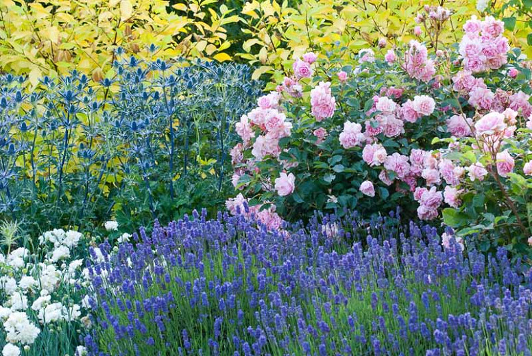 Image of Roses and lavender in a garden