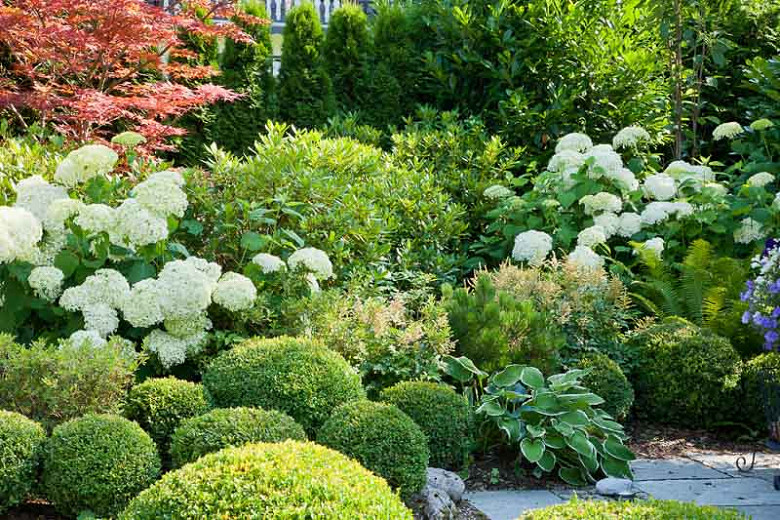 Image of Boxwoods companion plant for Japanese maples