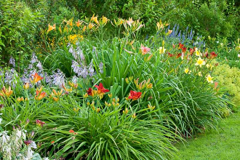 Image of Hostas and daylilies in a garden