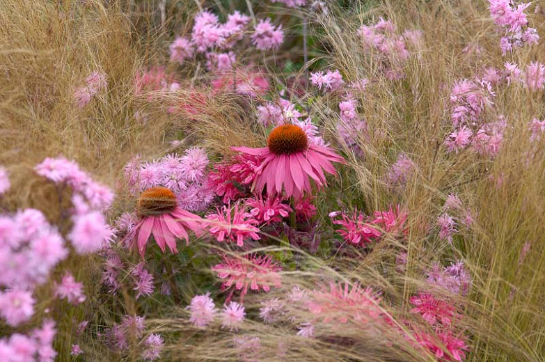 Image of Mexican feather grass and echinacea