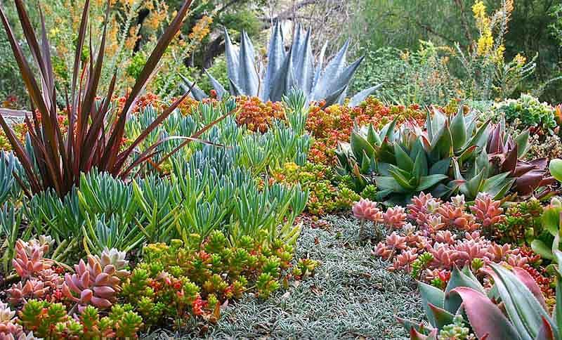 Grandes plantas de jardín suculentas