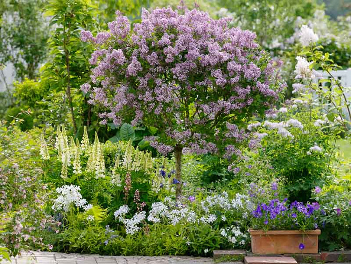 A Spring Border Idea with Lilac, Columbine and Meadow Rue