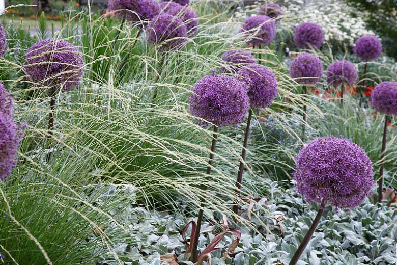 An EyeCatching Border Idea with Allium, Lamb's Ears and Grasses